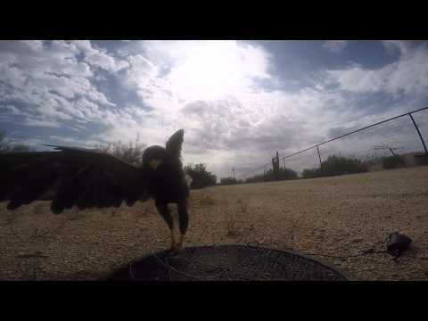 trapping a Harris Hawk trapping a Harris Hawk