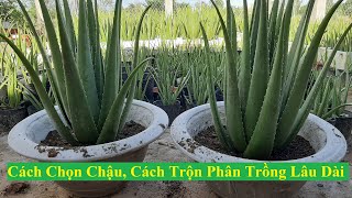 Cách Chọn Chậu, Cách Trộn Phân Trồng Nha Đam Mỹ Lớn Bẹ Nhanh || Tỉ Lệ Phân Trộn Trồng Nha Đam