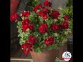 AAS Winners: Stunning Red Flowers & Vegetables (Grow These Now!)