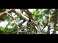 The sound of magpie robin bird| nature|best music director|c-Saravana Satheess