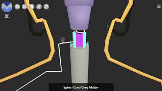 Schematic 3D Spinothalamic Pathway