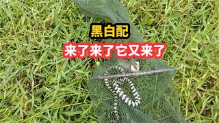 荒田里连续收15个小地笼逮鱼，黄鳝鱼收获满满的又大条