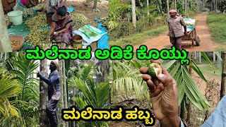 ಅಡಿಕೆ ಕೊಯ್ಲು | ಮಲೆನಾಡಿನಲ್ಲಿ ಅಡಿಕೆ ಹೇಗೆ ಕೊಯ್ಯುತ್ತಾರೆ | arecanut harvesting in Malenadu #krushikalyana