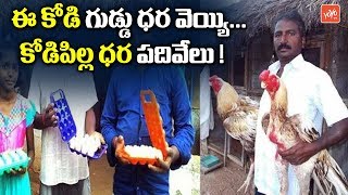 ఈ కోడిగుడ్డు ధర వెయ్యి...కోడిపిల్ల ధర పదివేలు! Rs 1000 Per EGG and Rs 15000 Per Chicks | YOYO TV