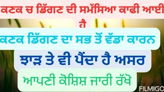 ਕਣਕ ਡਿੱਗਣ ਦੇ ਵੱਡੇ ਕਾਰਨ ਹੁੰਦੇ, ਝਾੜ ਘਟਨ ਤੋਂ ਰੋਕਿਆ ਜਾ ਸਕਦਾ | Management of wheat lodging