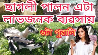 এই ছাগলীটোয়ে বছৰত ৬টা কৈ পোৱালি দিয়ে । ছাগলী পালন কৰক আৰু লাভ কৰক লাখ লাখ টকা । Goat farm Assam