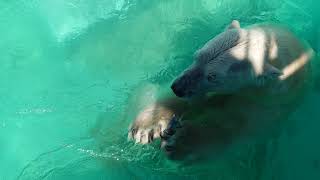 2021.5.31 13:30 釧路市動物園 ホッキョクグマ キロル 🐟おやつタイム①