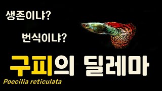 구피의 딜레마(생존이냐, 번식이냐) [진화론]