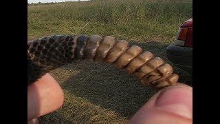 4 FT long RATTLESNAKE!!!