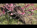 plum blossoms in full bloom at jindai botanical gardens 20230304 神代植物公園　梅まつり　隣接する深大寺では丁度ダルマ市開催中