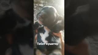 төбет күшіктер тобет сабака