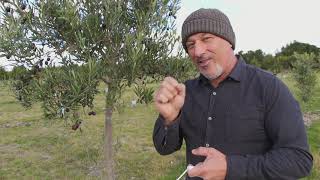 Harvesting olives