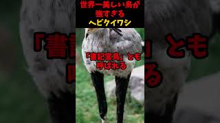 世界一美しい鳥ヘビクイワシが強すぎる　 #動物 #雑学 #1分雑学 #鳥 #美しい #shorts