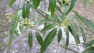 Tropical Fruit Trees - Mallika Mango Tree - Part 1