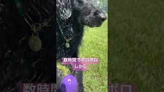 もったいない精神の黒髪美女はフラットコーテッドレトリバー　#shorts #大型犬 #dog