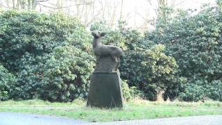 Edel Herten en Moeflons op de veluwe