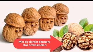 Qoz arakəsməsinin orqanizmə faydası