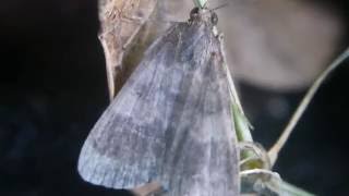 ［見島のいきものたち 179］ ソトウスグロアツバ Hydrillodes lentalis ？