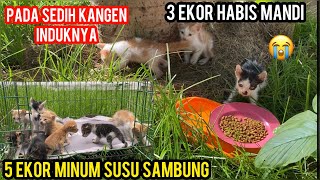 Kesurupan Setan Dajal Buang Anak Kucing 8 Ekor Part II | Ini Kondisi Mereka Sekarang ..!