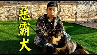 真沒想到惡霸犬這麼老實、聽話，適合城里人養，不愧是家庭陪伴犬【狗舍】