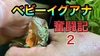 【爬虫類】ベビーイグアナ奮闘記#2/ベビーレッドイグアナ