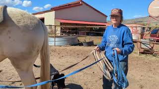 How to: ground-drive your horse