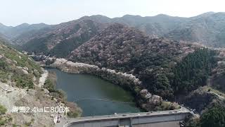 諭鶴羽ダムの桜（兵庫県南あわじ市）