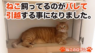 ネコ飼ってるのがバレて引越しする事になりました。