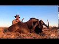 MONSTER  BLACK Wildebeest hunted on foot with FFF Safaris