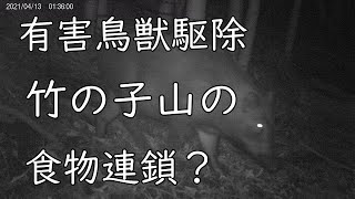 20210413　『有害鳥獣駆除』　竹林をトレイルカメラで見た食物連鎖　トレイルカメラ