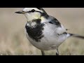 【スローモーションで野鳥観察】ハクセキレイ【特別な事は何も起らない動画】