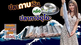 🐠ปลาดาบเงิน หรือปลาทาจิอุโอะ