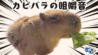 【咀嚼音】カピバラの食べている音録ってみた