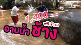 เที่ยวตัวแตก : ป้อนอาหารอาบน้ำช้างที่ปางช้างแม่สา เข้าชมฟรี! 4K