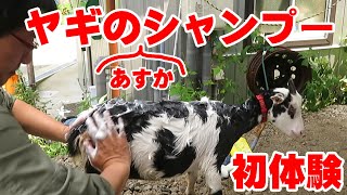 初体験！洗われるミニヤギ「あすか」のシャンプー体験　茶黒姉妹  手作りヤギ牧場　吉懸牧場　2020年8月16日　Mini goat Asuka shampooed for the first time