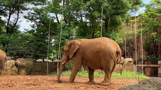 八木山動物公園　アフリカゾウ　花子　ベン