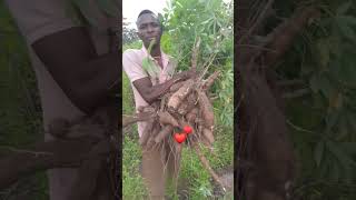 Harvesting my Cassava