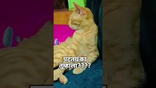 पटतंय का तुम्हाला #funny #comedyvideos #cat #marathidubbing #funnyshorts #comedy#shorts