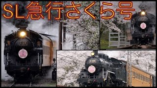 【桜満開！かわね桜まつり2024】大井川鐵道 SL急行さくら号［KAWANE SAKURA FESTIVAL］Cherry blossoms and Steam locomotive Trains