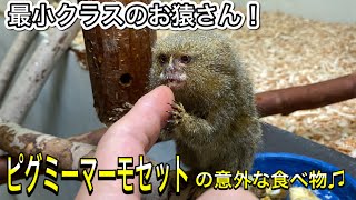 ピグミーマーモセットの意外な食べ物とは？？　What does a pygmy marmoset eat?