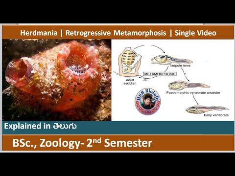 Herdmania | Retrogressive Metamorphosis | Urochordata | Single Video ...