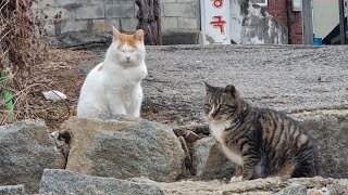 평택고덕신도시에서 천안 뼈해장국 먹으로가기!!