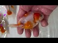 福嘉金魚 上物 桜錦 ３歳 です！② 1