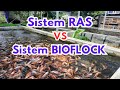 Sistem RAS vs BIOFLOCK, Pengalaman Pribadi Lebih Keren ini