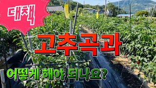 고추곡과발생 어떻게해야하나요-원인과대책-다분지고추재배