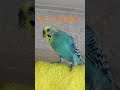 高いところが好きなインコのるるちゃん shorts セキセイインコ おしゃべり