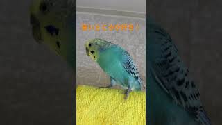 高いところが好きなインコのるるちゃん #shorts #セキセイインコ #おしゃべり