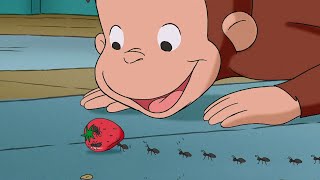 George Learns About Ants! 🐜🐵 Curious George | Animal Friends