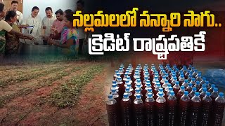 నల్లమలలో నన్నారి సాగు | Nannari Crop Cultivation in Nallamala Forest | Atmakur News | Aadhan Telugu