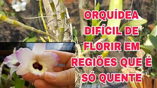 ORQUÍDEA DIFÍCIL DE FLORIR ONDE FAZ SÓ CALOR....já desisti 😒☝️